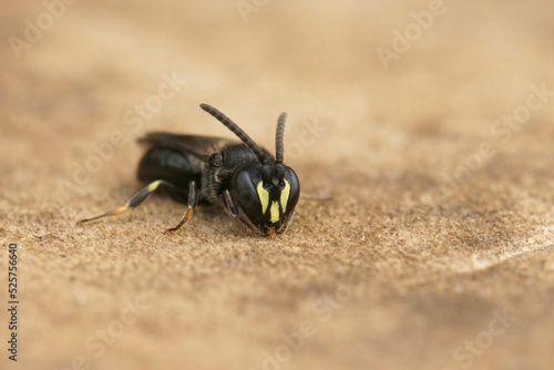 Closeup on a small male Common yellow face bee, Hylaeus communis sitting on wood photo