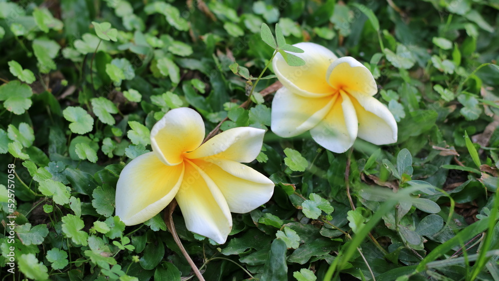 Obraz premium The frangipani flowers falling on the grass