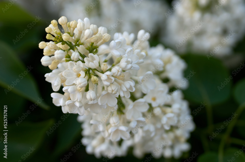 Close up of lilac branch in bloom Close up of lilac branch in bloom