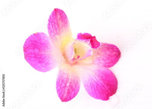 Pink orchid isolated on white background