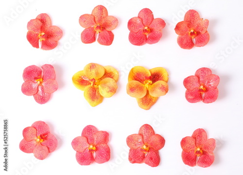 Red and orange orchids on white background photo