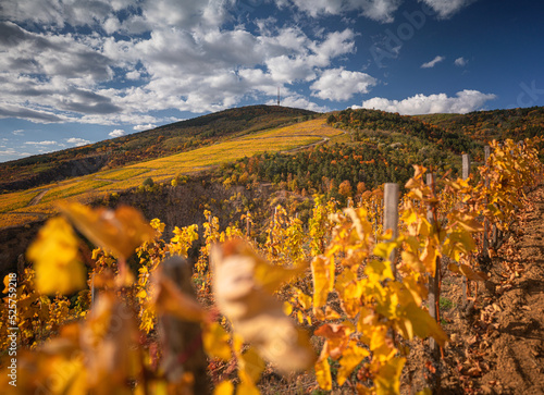 фотографія Wonderful vineyards at Tokaj in autumn