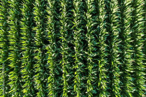 rows of corn in a field