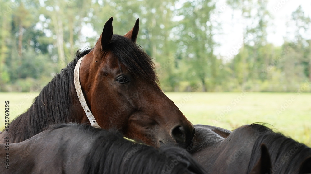 Obraz premium mares,stuten