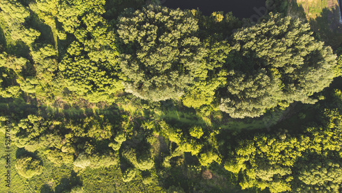 view from a height on a dense green deciduous forest, view from a drone,