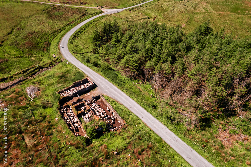 Wool sheep herd in a old stone wall building without roof ready for transportation into fresh green field. Agriculture industry. Farmland in Ireland. Aerial drone view.