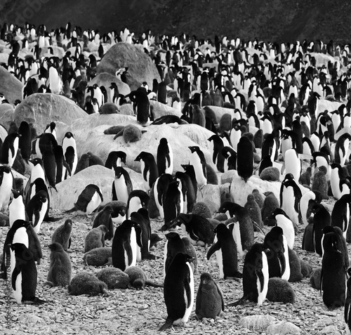 Fototapeta Adelie Penguin colony, Adeliepinguin Kolonie in der Antarktis, Paulet Island