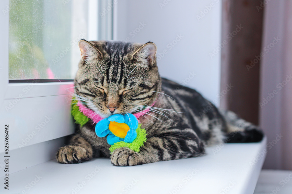 Striped gray cat in a colored scarf