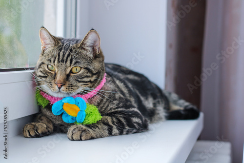 Striped gray cat in a colored scarf © Darya