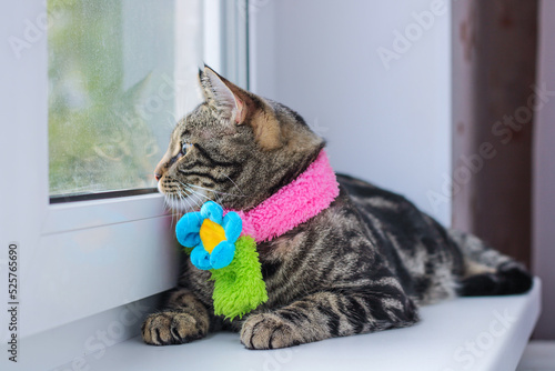 Striped gray cat in a colored scarf