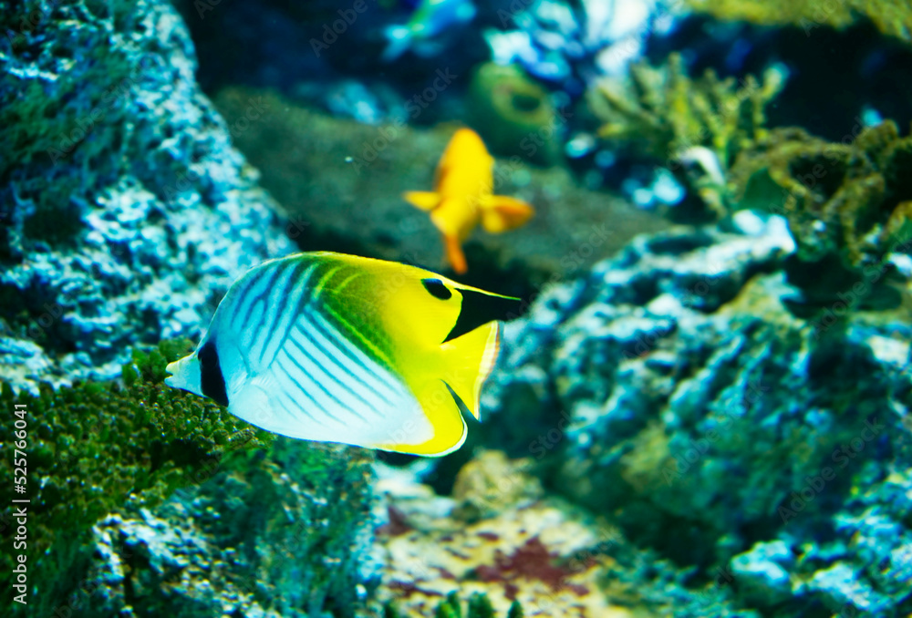 Fototapeta premium Threadfin butterflyfish swimming in coral reef ocean water