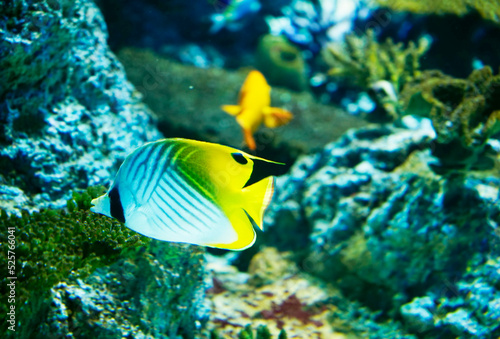 Threadfin butterflyfish swimming in coral reef ocean water