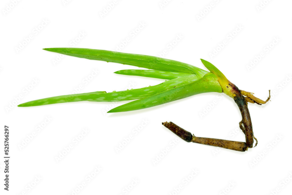 Obraz premium Aloe plant herbs isolated on white background