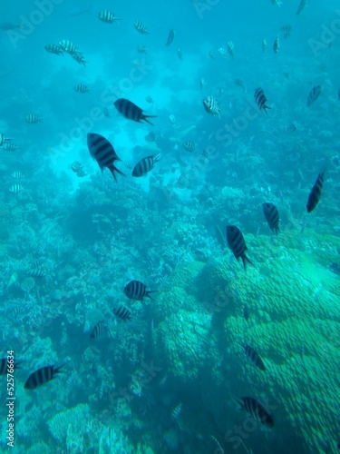 The underwater world of the sea with corals and schools of fish