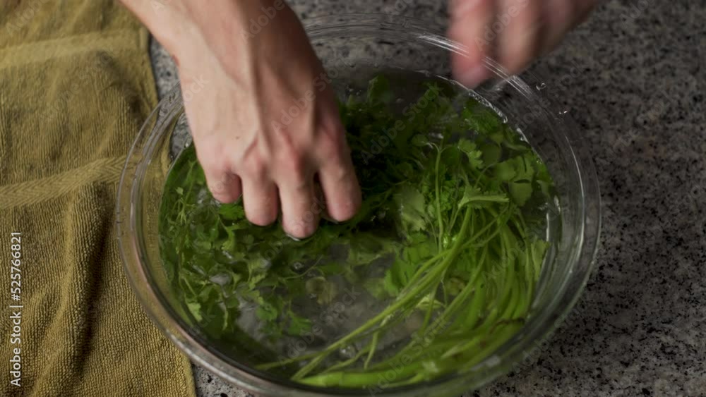 Person Soaked The Bunch Of Green Parsley On A Bowl. - close up Person Soaked The Bunch Of Green Parsley On A Bowl. - close up