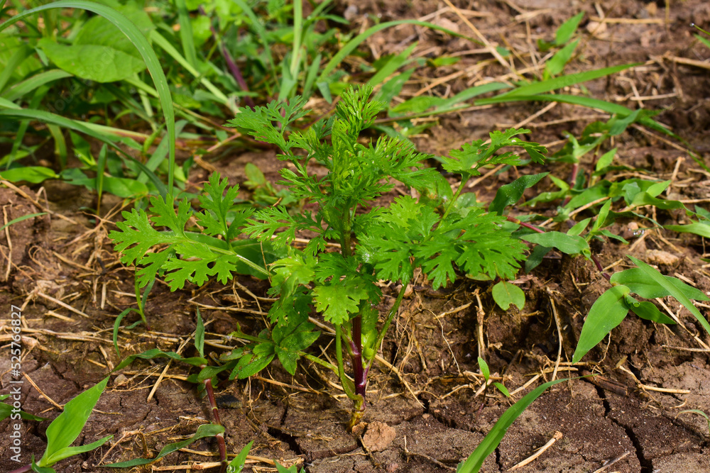 Close up fresh growing green coriander (cilantro) leaves in vegetable plot Close up fresh growing green coriander (cilantro) leaves in vegetable plot