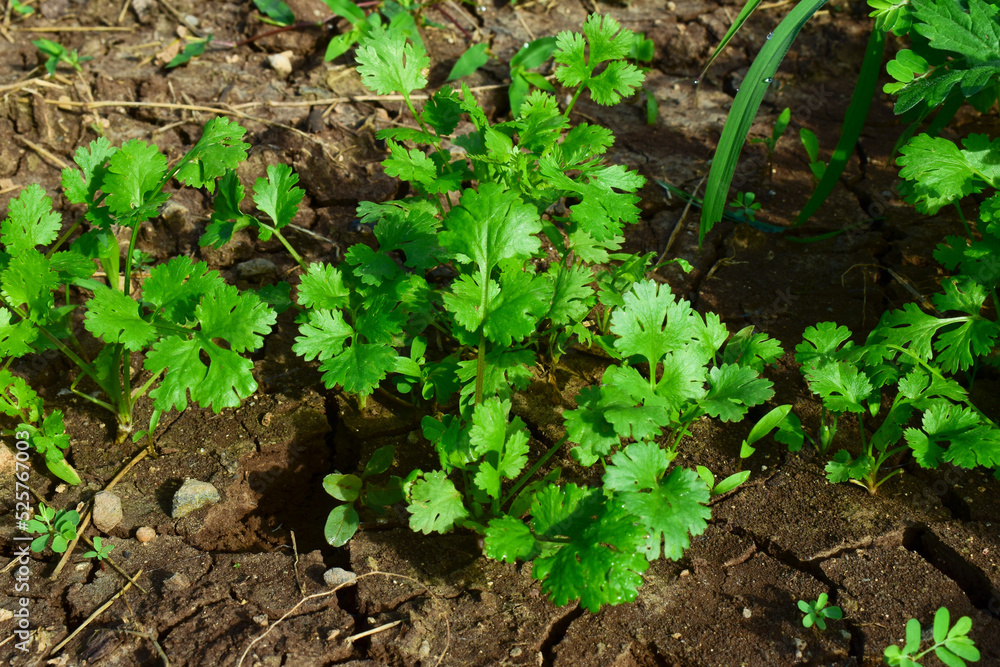 Close up fresh growing green coriander (cilantro) leaves in vegetable plot Close up fresh growing green coriander (cilantro) leaves in vegetable plot