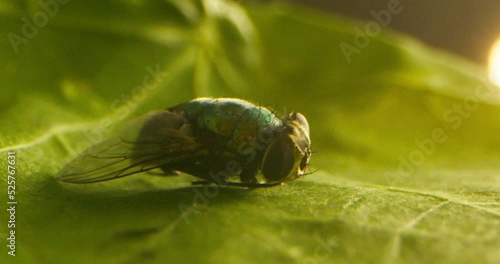 A macro shot of a fly photo