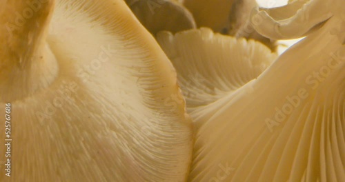 A Macro Shot of Oyster Mushrooms photo