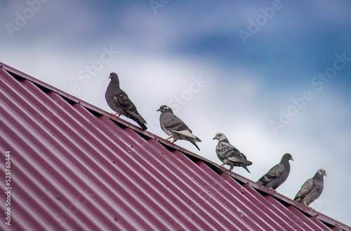 white dove in the sky homing pigeon bird flying fand perching on home roof tile. photo