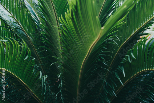 palm tree leaves