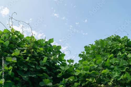 Obraz na plátně thickets of kudzu