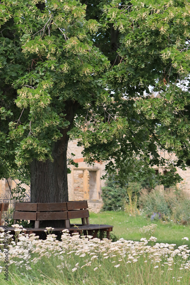 Obraz premium Bank um Baum