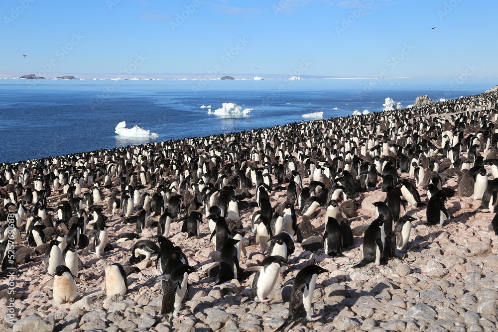 Obraz premium penguins in the antartica,Pinguine in der Antarktis, Paulet Island