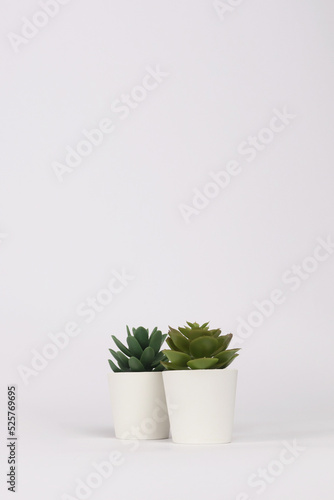 nature potted succulent plant in white flowerpot in front of white background banner with green cactus and cacti is called pachyphytum and echeveria in desert