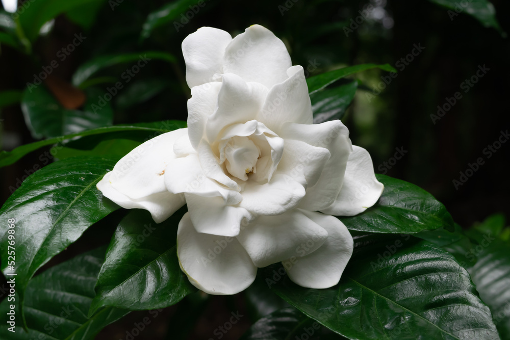 Obraz premium Gardenia