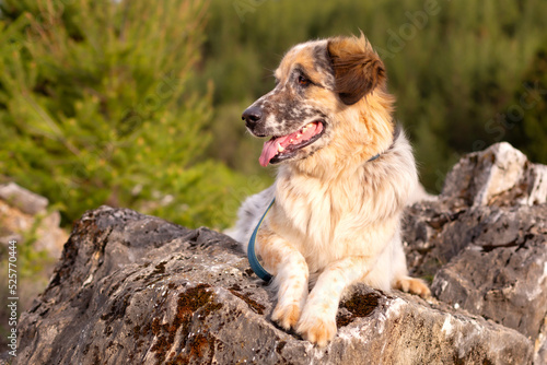 Big dog lying on the stone in the forest