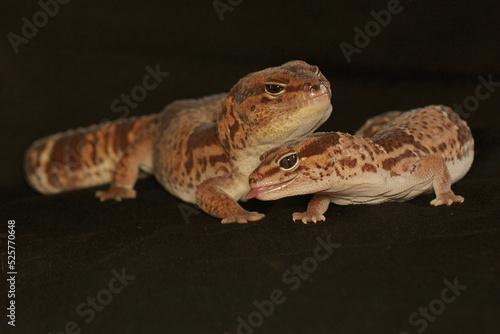 A pair of African fat tailed geckos are getting ready to mate. Selective focus with black BG. This reptile has the scientific name Hemitheconyx caudicinctus.