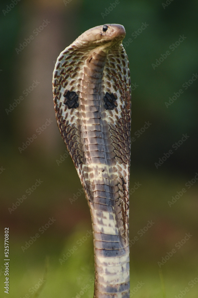 Fototapeta premium Spectacled Cobro