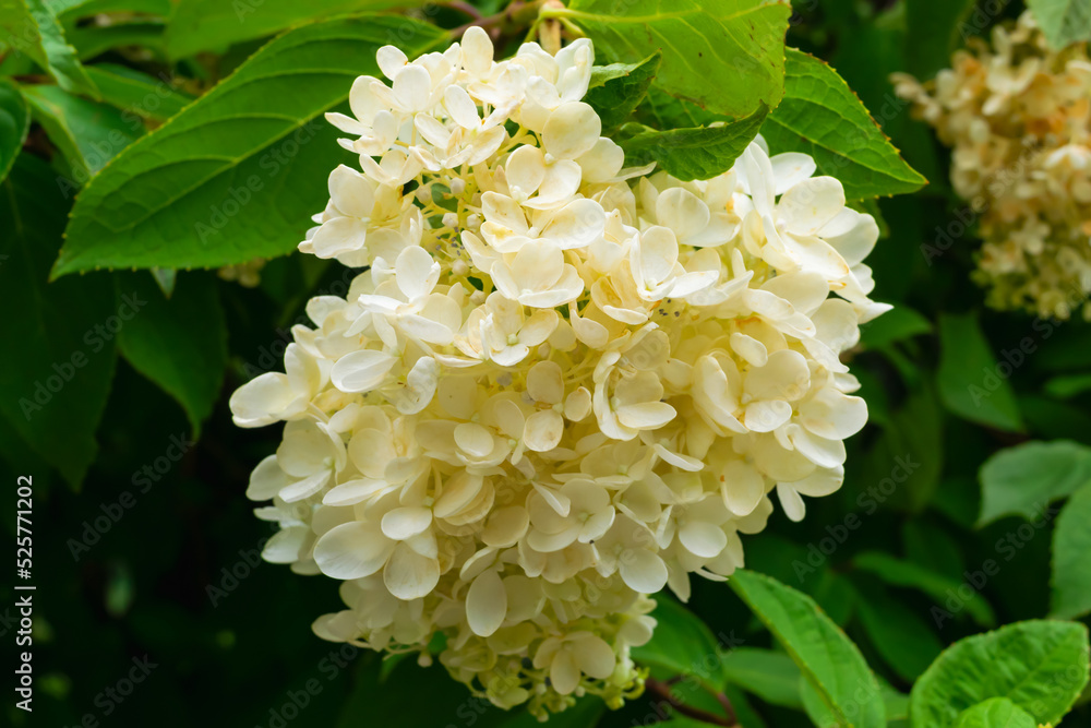 HYDRANGEA HYDRANGEA