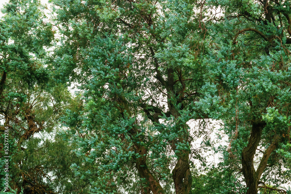 Obraz premium eucalyptus