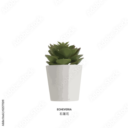 realistic vector illustration nature potted succulent plant in white flowerpot with green cactus and cacti is called echeveria in desert