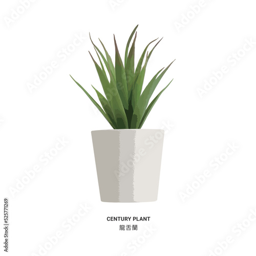 realistic vector illustration nature potted succulent plant in white flowerpot with green cactus and cacti is called century plant in desert