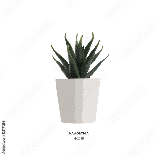 realistic vector illustration nature potted succulent plant in white flowerpot with green cactus and cacti is called haworthia in desert