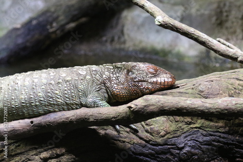 Caiman lizard lazing on a branch