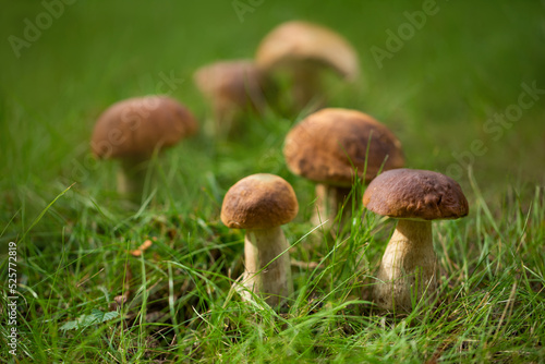 boletus mushroom, boletus, mushrooms in the forest