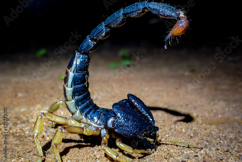 Valokuvatapetti scorpion