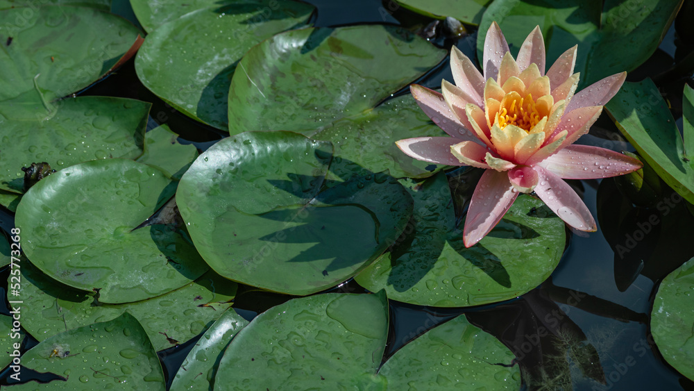 Beautiful pink lotus or water lily flowers blooming on pond summer lake green leaves blooming lotus Rain drops water decorative Botanical Garden Moldova Beautiful pink lotus or water lily flowers blooming on pond summer lake green leaves blooming lotus Rain drops water decorative Botanical Garden Moldova