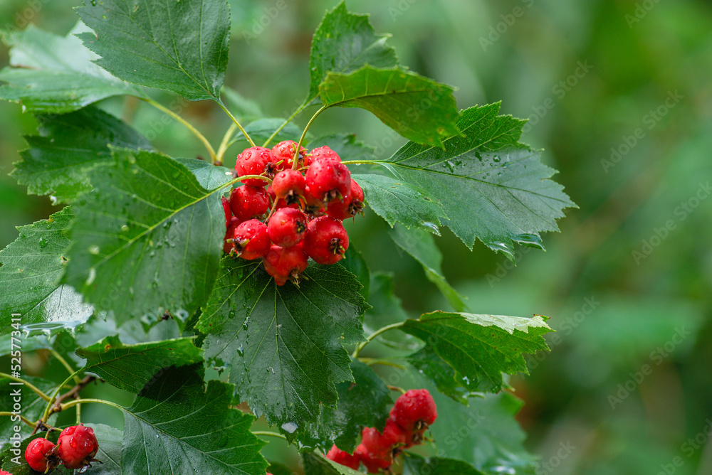 hawthorn branch sorbus torminalis bush with red berries clusters close up elsbeeren aucuparia domestica Branches rowan tbeautiful ree Mehlbeere Crataegus monogyna. hawthorn branch sorbus torminalis bush with red berries clusters close up elsbeeren aucuparia domestica Branches rowan tbeautiful ree Mehlbeere Crataegus monogyna.