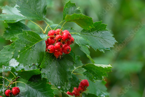 hawthorn branch sorbus torminalis bush with red berries clusters close up elsbeeren aucuparia domestica Branches rowan tbeautiful ree  Mehlbeere Crataegus monogyna.