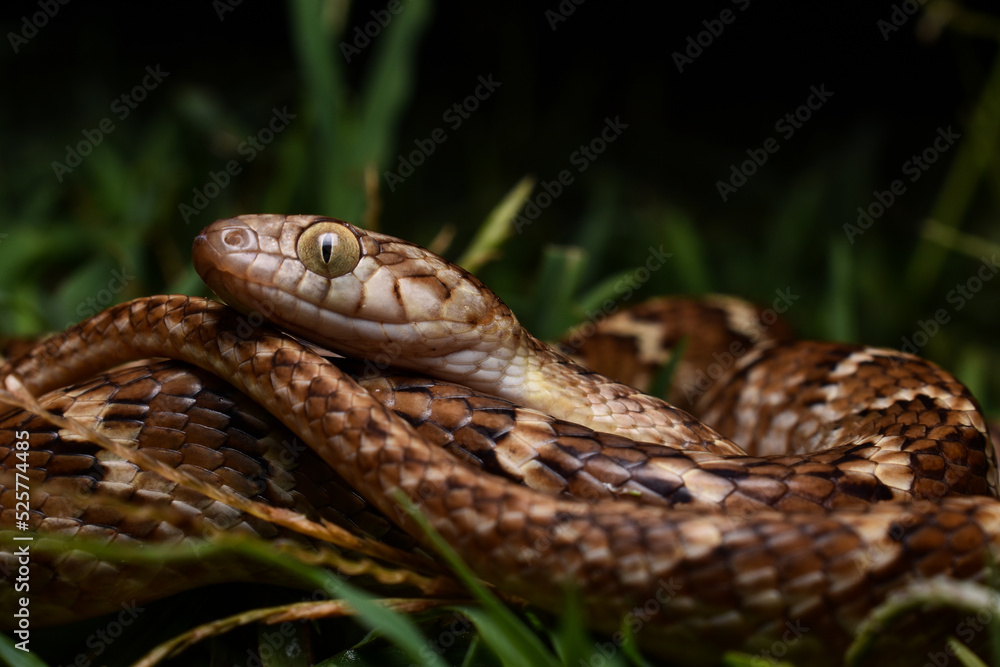 Common cat snake Common cat snake