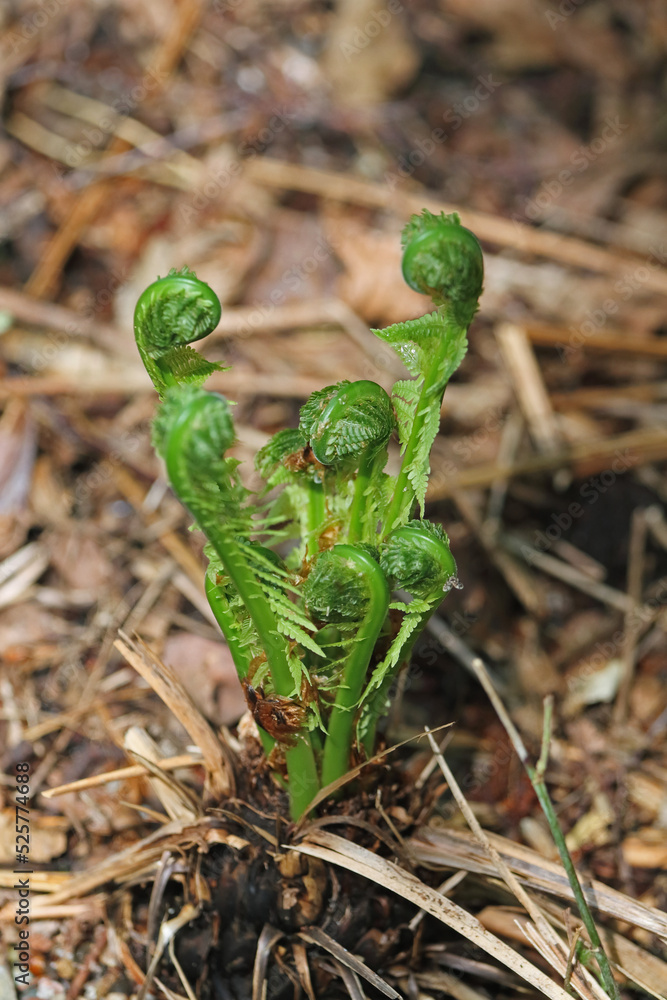 Obraz premium Wurmfarn