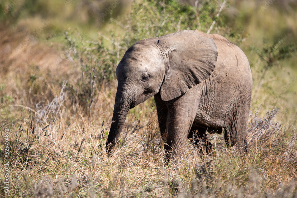 Obraz premium African elephant calf growing up in the wildlife of the African savannah, this animal becomes the largest land mammal with a long trunk and strong ivory tusks, and is one of the big five.