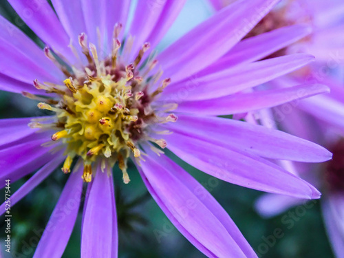 紫の花