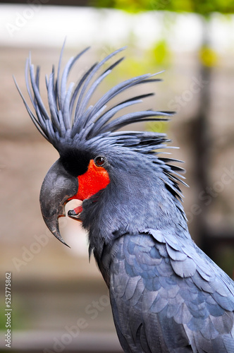 black parrot