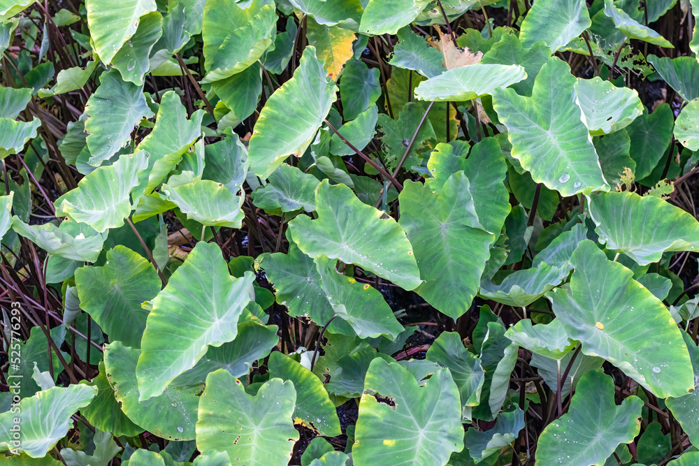 Wild taro garden close up top view with water drops Wild taro garden close up top view with water drops
